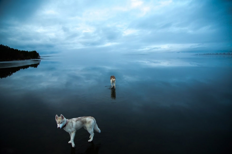 Illustration de l'article : Il photographie des huskys s'amusant sur un lac partiellement gel&eacute; en Russie