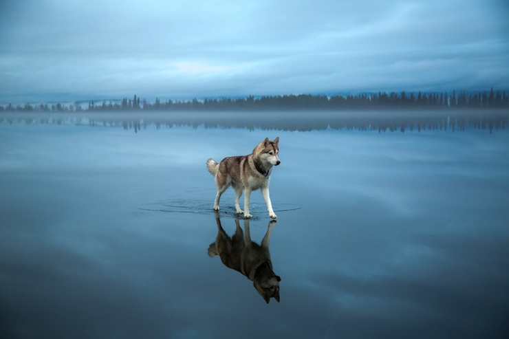 Illustration de l'article : Il photographie des huskys s'amusant sur un lac partiellement gel&eacute; en Russie