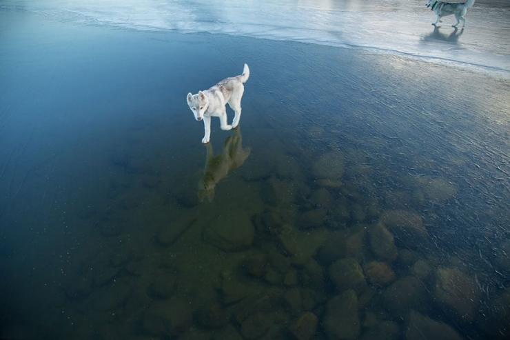 Illustration de l'article : Il photographie des huskys s'amusant sur un lac partiellement gel&eacute; en Russie