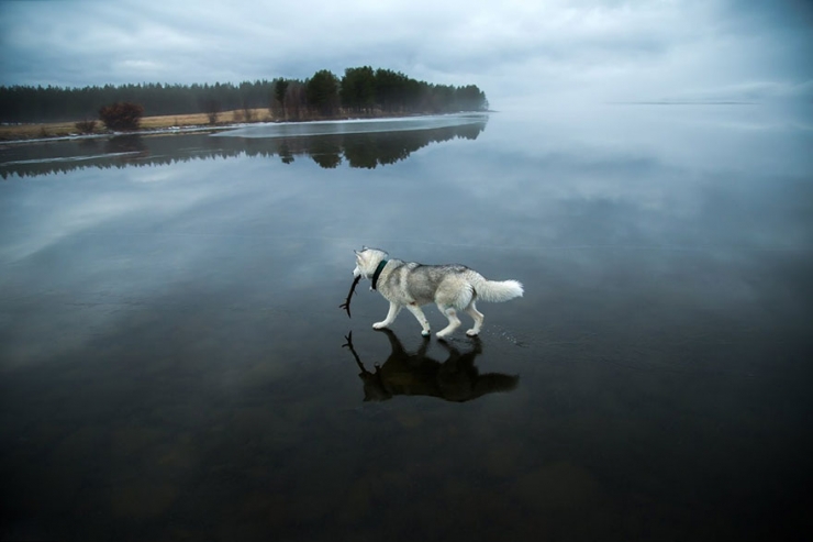 Illustration de l'article : Il photographie des huskys s'amusant sur un lac partiellement gel&eacute; en Russie