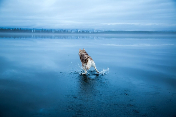 Illustration de l'article : Il photographie des huskys s'amusant sur un lac partiellement gel&eacute; en Russie