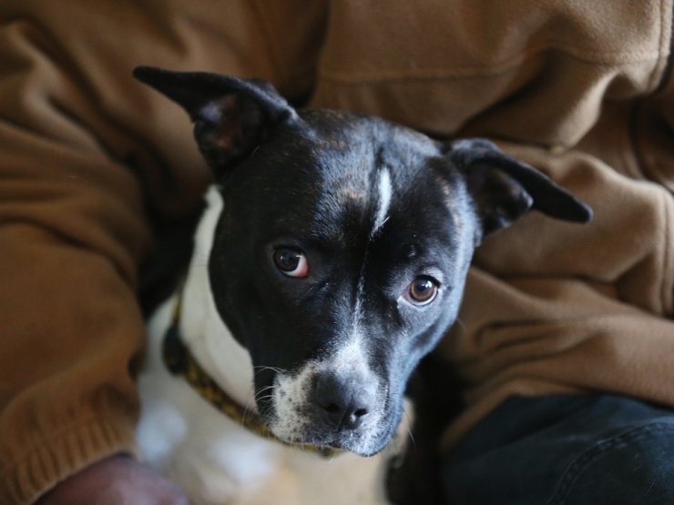 Illustration de l'article : L'&eacute;mouvante histoire d'un sans-abri et de son chien ! Quand la vie vous offre une deuxi&egrave;me chance...