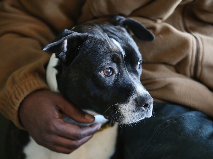 Illustration de l'article : L'&eacute;mouvante histoire d'un sans-abri et de son chien ! Quand la vie vous offre une deuxi&egrave;me chance...