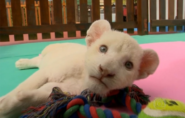 Illustration de l'article : C'est la premi&egrave;re fois qu'un tel ph&eacute;nom&egrave;ne se produit au Br&eacute;sil