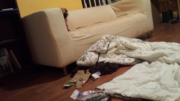 Illustration de l'article : Ces 27 animaux pris en flagrant d&eacute;lit vous donneront la banane instantan&eacute;ment !