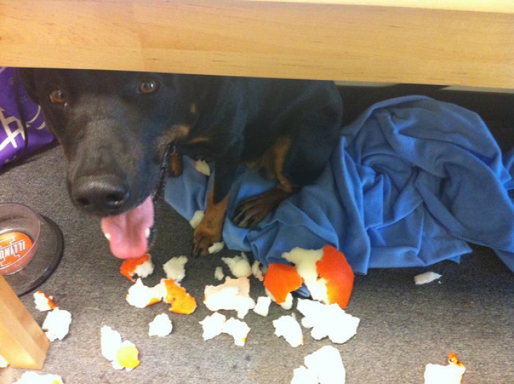 Illustration de l'article : Ces 27 animaux pris en flagrant d&eacute;lit vous donneront la banane instantan&eacute;ment !