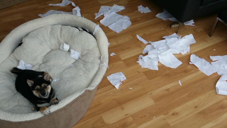 Illustration de l'article : Ces 27 animaux pris en flagrant d&eacute;lit vous donneront la banane instantan&eacute;ment !