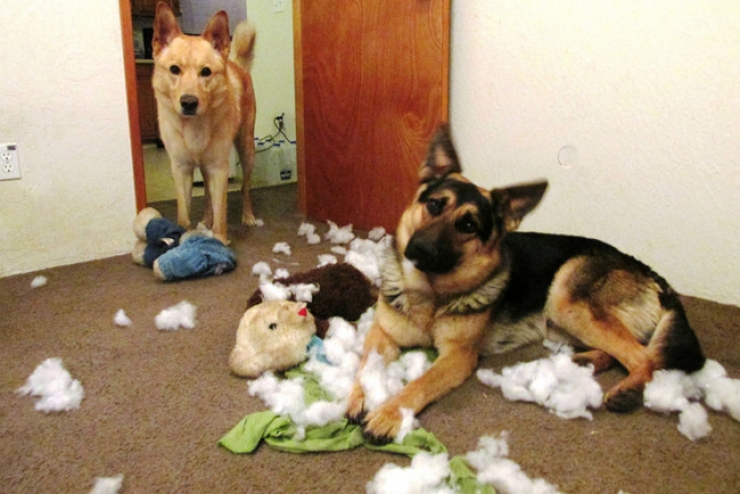 Illustration de l'article : Ces 27 animaux pris en flagrant d&eacute;lit vous donneront la banane instantan&eacute;ment !