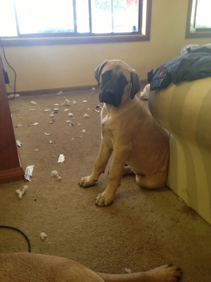 Illustration de l'article : Ces 27 animaux pris en flagrant d&eacute;lit vous donneront la banane instantan&eacute;ment !