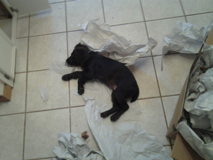 Illustration de l'article : Ces 27 animaux pris en flagrant d&eacute;lit vous donneront la banane instantan&eacute;ment !