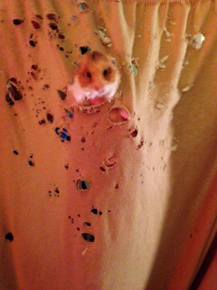 Illustration de l'article : Ces 27 animaux pris en flagrant d&eacute;lit vous donneront la banane instantan&eacute;ment !