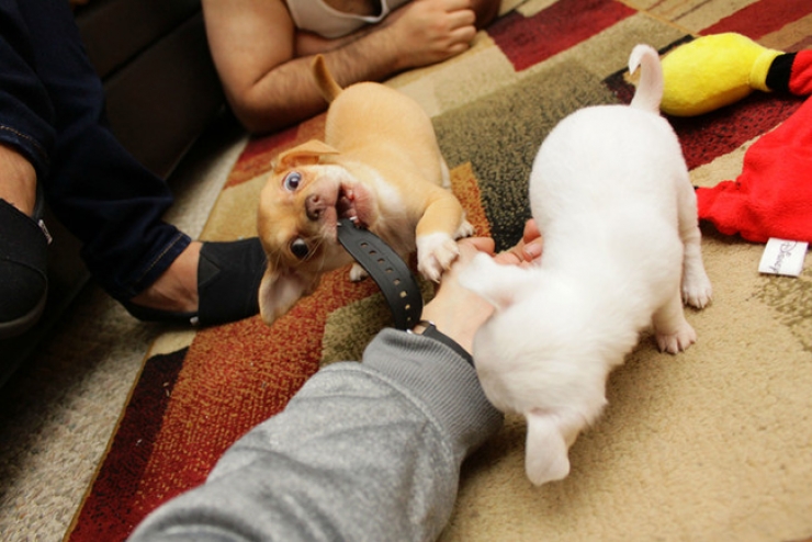 Illustration de l'article : Ces 27 animaux pris en flagrant d&eacute;lit vous donneront la banane instantan&eacute;ment !