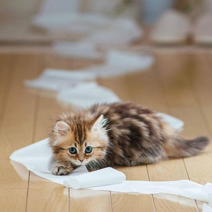 Illustration de l'article : Ces 27 animaux pris en flagrant d&eacute;lit vous donneront la banane instantan&eacute;ment !