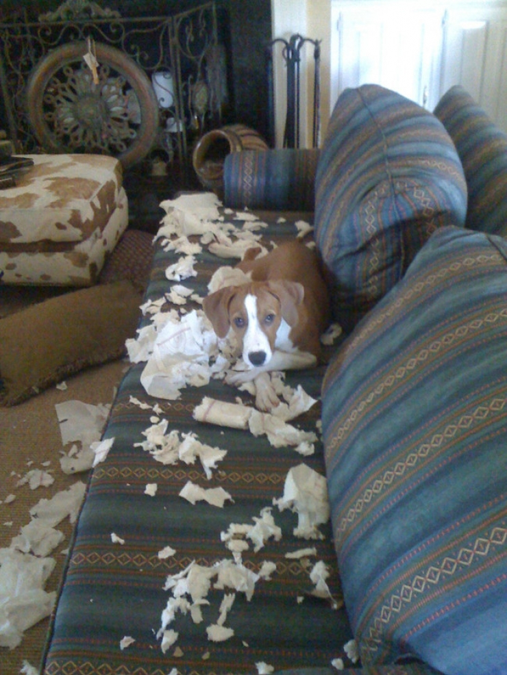 Illustration de l'article : Ces 27 animaux pris en flagrant d&eacute;lit vous donneront la banane instantan&eacute;ment !