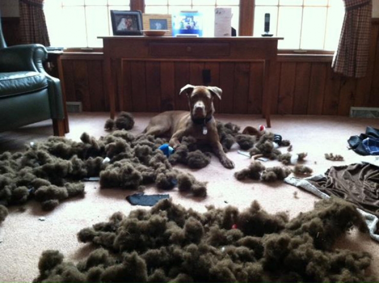 Illustration de l'article : Ces 27 animaux pris en flagrant d&eacute;lit vous donneront la banane instantan&eacute;ment !