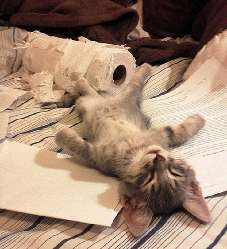 Illustration de l'article : Ces 27 animaux pris en flagrant d&eacute;lit vous donneront la banane instantan&eacute;ment !