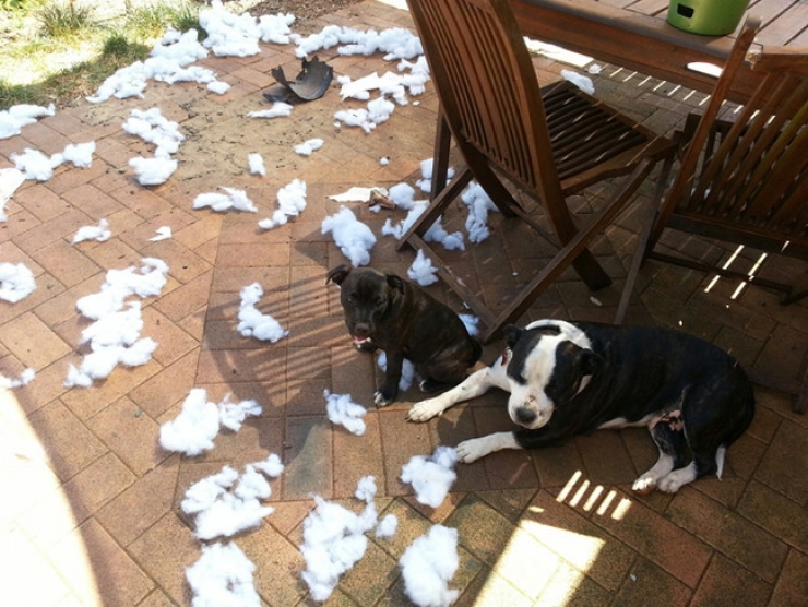 Illustration de l'article : Ces 27 animaux pris en flagrant d&eacute;lit vous donneront la banane instantan&eacute;ment !