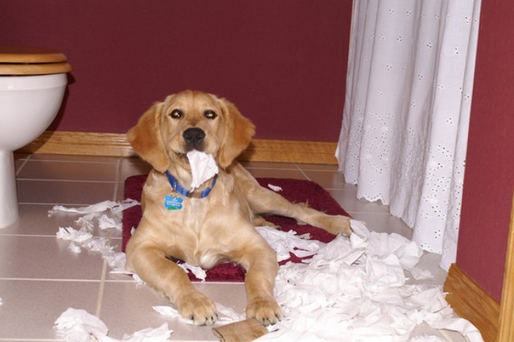 Illustration de l'article : Ces 27 animaux pris en flagrant d&eacute;lit vous donneront la banane instantan&eacute;ment !