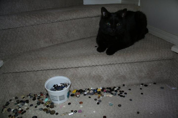 Illustration de l'article : Ces 27 animaux pris en flagrant d&eacute;lit vous donneront la banane instantan&eacute;ment !