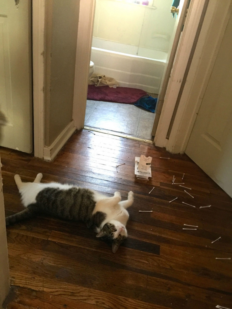 Illustration de l'article : Ces 27 animaux pris en flagrant d&eacute;lit vous donneront la banane instantan&eacute;ment !