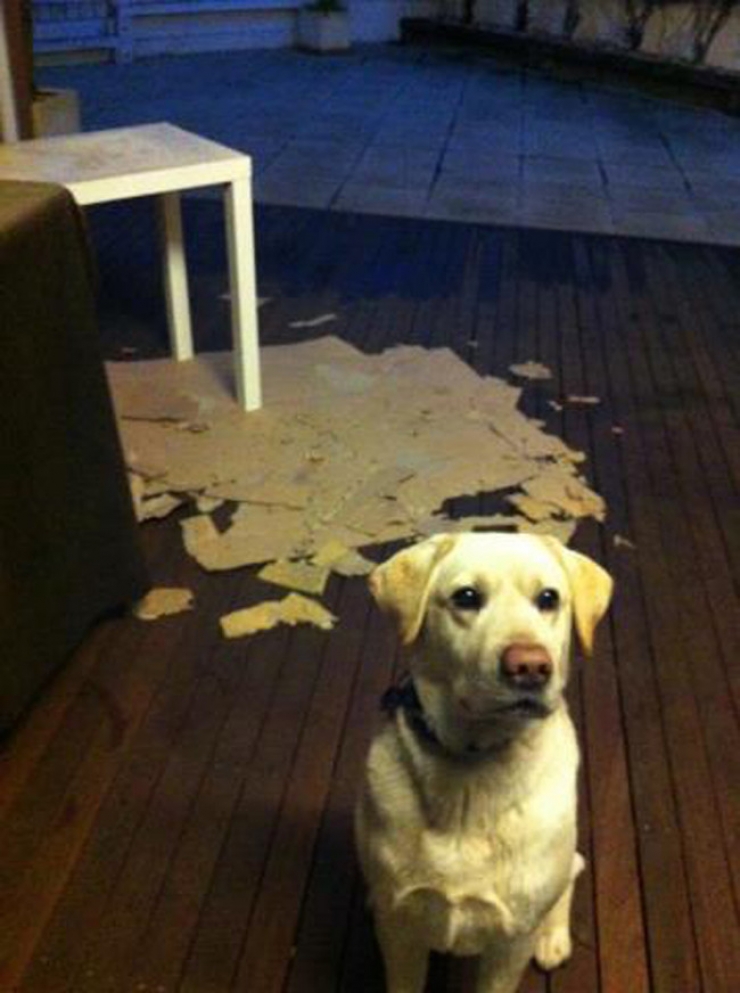 Illustration de l'article : Ces 27 animaux pris en flagrant d&eacute;lit vous donneront la banane instantan&eacute;ment !