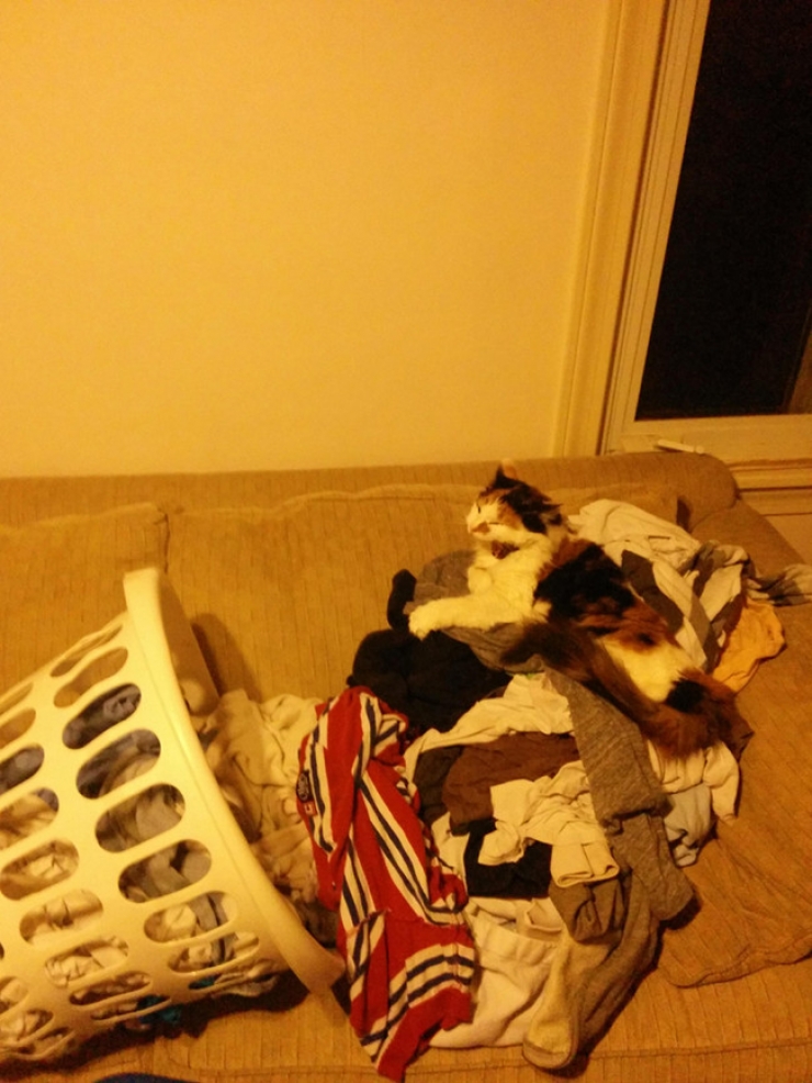 Illustration de l'article : Ces 27 animaux pris en flagrant d&eacute;lit vous donneront la banane instantan&eacute;ment !