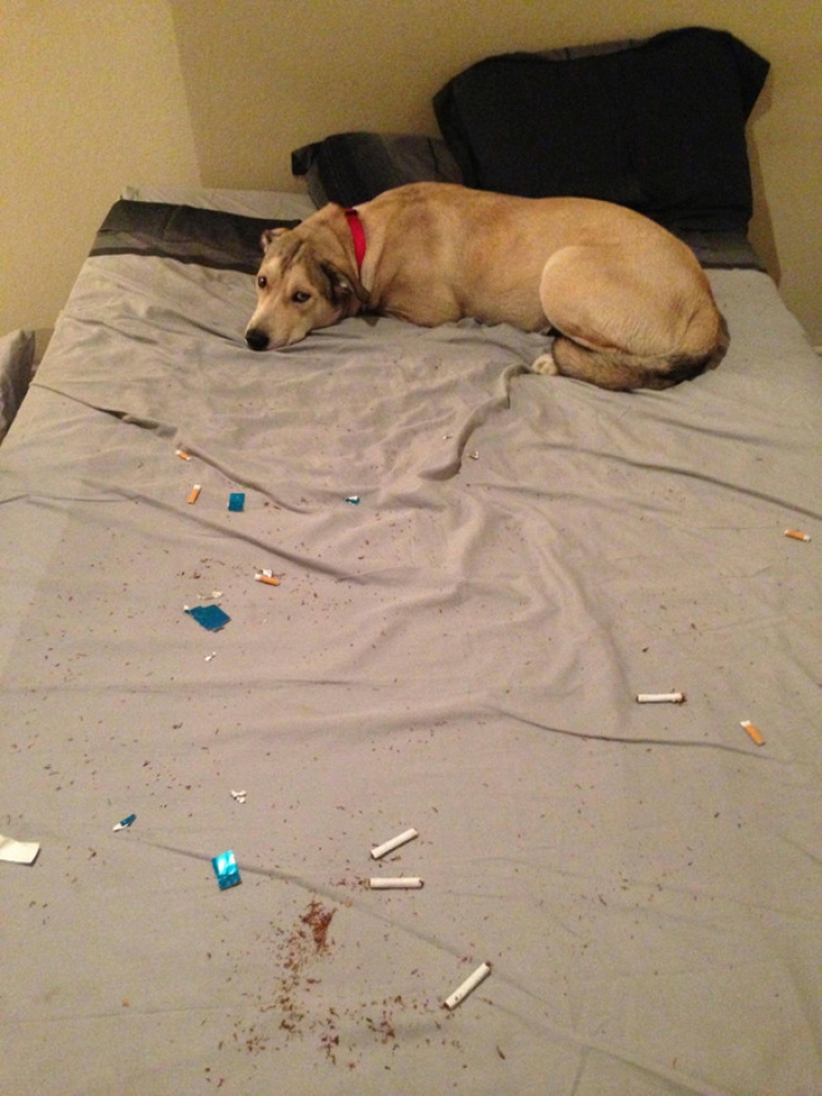 Illustration de l'article : Ces 27 animaux pris en flagrant d&eacute;lit vous donneront la banane instantan&eacute;ment !