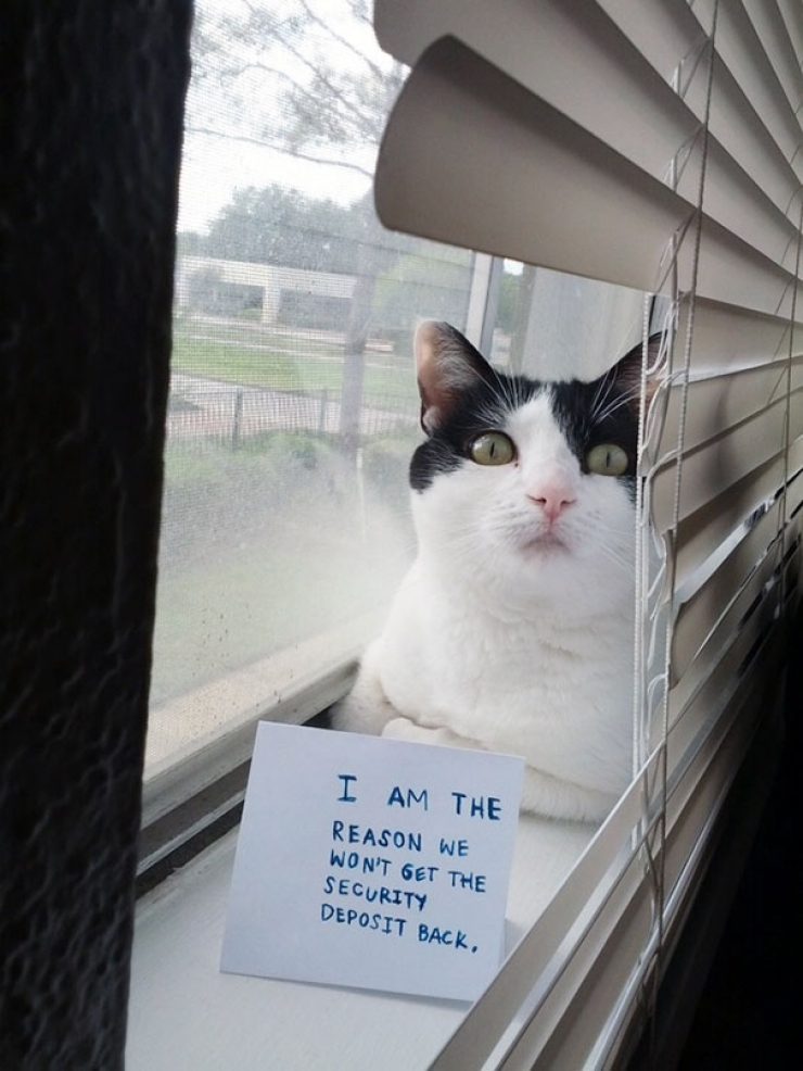Illustration de l'article : 16 chats qui ont fait des bêtises et qui méritent donc amplement leurs "pancartes de la honte"