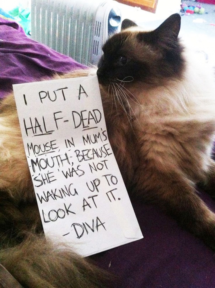 Illustration de l'article : 16 chats qui ont fait des bêtises et qui méritent donc amplement leurs "pancartes de la honte"
