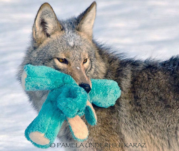 Illustration de l'article : Les coyotes sauvages savent eux aussi s'amuser. Cette photographe vous en donne la preuve