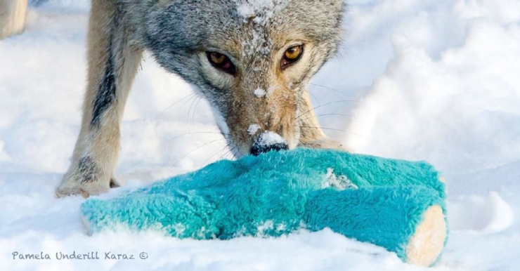 Illustration de l'article : Les coyotes sauvages savent eux aussi s'amuser. Cette photographe vous en donne la preuve
