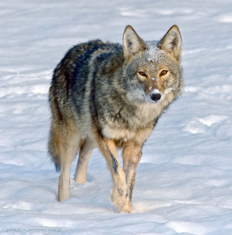 Illustration de l'article : Les coyotes sauvages savent eux aussi s'amuser. Cette photographe vous en donne la preuve