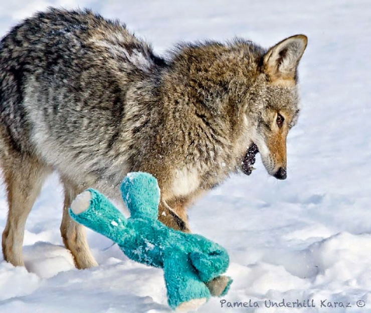 Illustration de l'article : Les coyotes sauvages savent eux aussi s'amuser. Cette photographe vous en donne la preuve