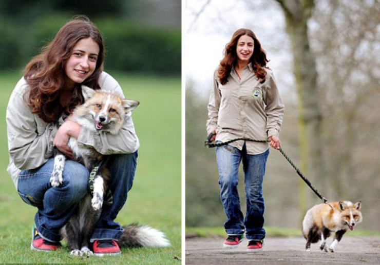 Illustration de l'article : La formidable histoire de Todd, un renard qui n'a jamais voulu quitter celle qui l'a sauv&eacute;