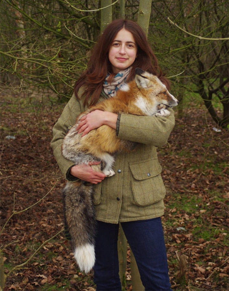 Illustration de l'article : La formidable histoire de Todd, un renard qui n'a jamais voulu quitter celle qui l'a sauv&eacute;
