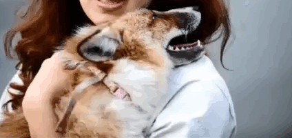 Illustration de l'article : La formidable histoire de Todd, un renard qui n'a jamais voulu quitter celle qui l'a sauv&eacute;