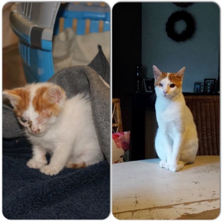 Avant et après Ces chats qui ont été sauvés de la mort... Avant et après Ces chats qui ont été sauvés de la mort...