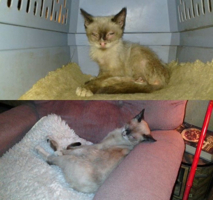 Illustration de l'article : Avant et apr&egrave;s: Ces chats qui ont &eacute;t&eacute; sauv&eacute;s de la mort...