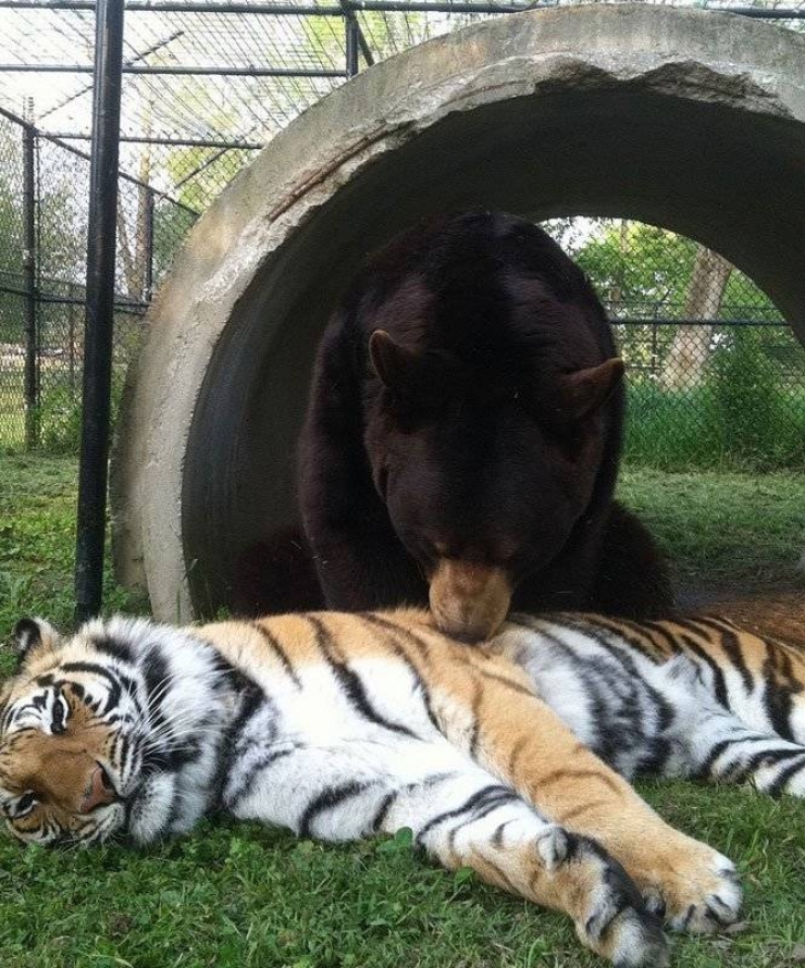 Illustration de l'article : Incroyable : cet ours, ce tigre et ce lion sont les meilleurs amis du monde