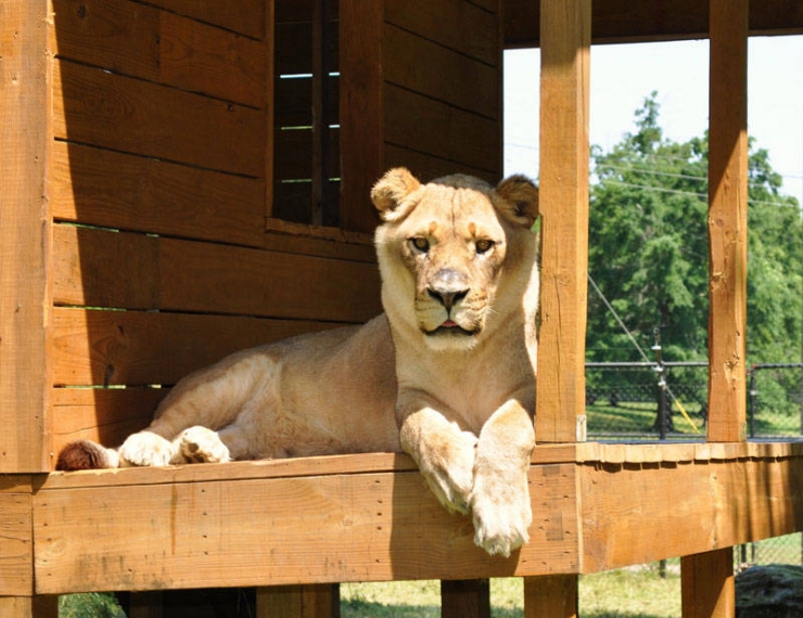 Illustration de l'article : Incroyable : cet ours, ce tigre et ce lion sont les meilleurs amis du monde