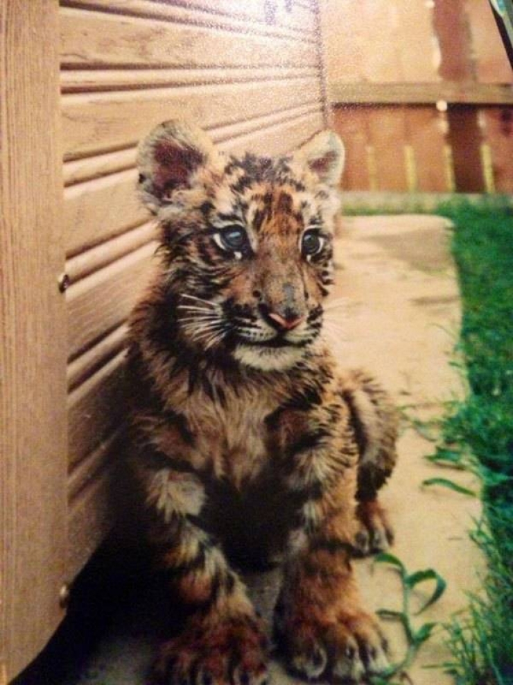 Illustration de l'article : Incroyable : cet ours, ce tigre et ce lion sont les meilleurs amis du monde