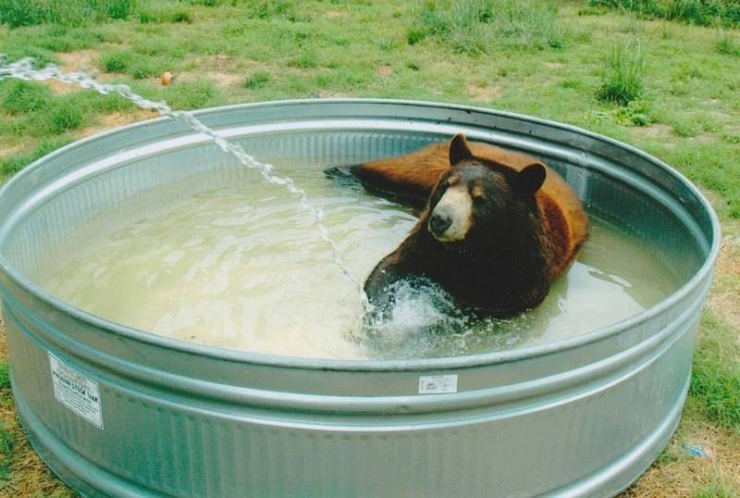 Illustration de l'article : Incroyable : cet ours, ce tigre et ce lion sont les meilleurs amis du monde