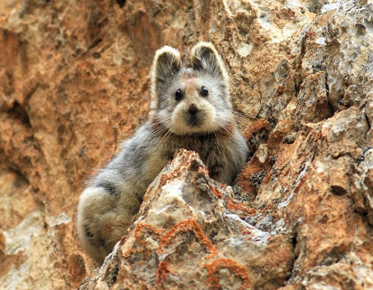 Illustration de l'article : D&eacute;couvrez le pika lli, le lapin magique, une cr&eacute;ature tr&egrave;s rare et tr&egrave;s menac&eacute;e !