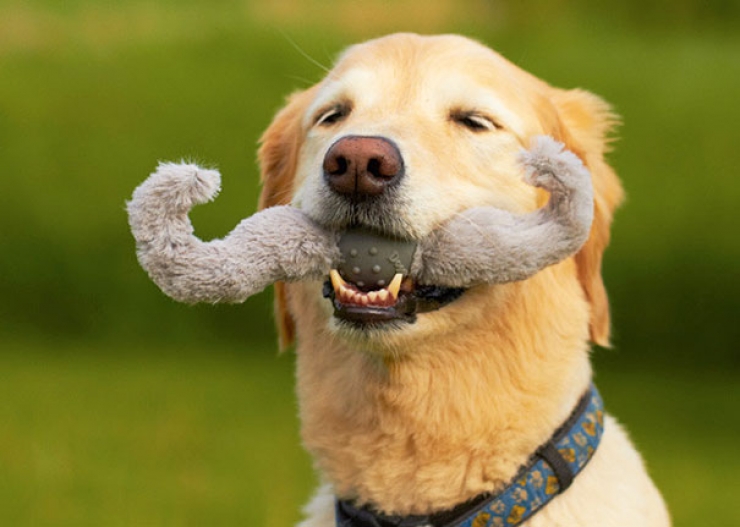 Illustration de l'article : Top 26 des chiens qui ont un air hilarant avec un jouet en bouche...
