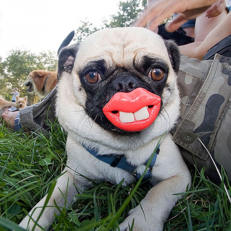 Illustration de l'article : Top 26 des chiens qui ont un air hilarant avec un jouet en bouche...