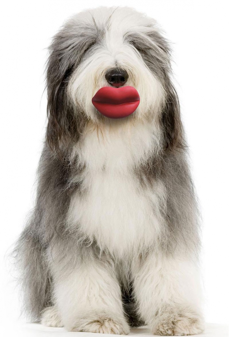 Illustration de l'article : Top 26 des chiens qui ont un air hilarant avec un jouet en bouche...