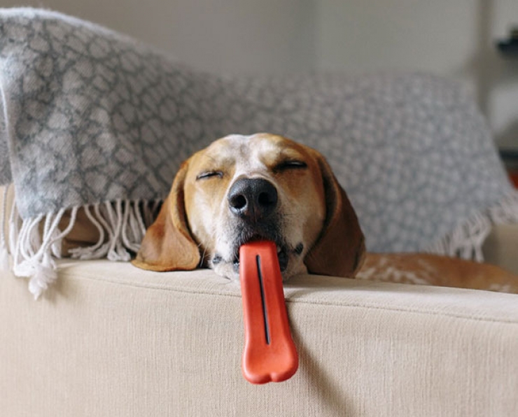 Illustration de l'article : Top 26 des chiens qui ont un air hilarant avec un jouet en bouche...