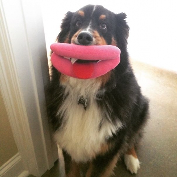 Illustration de l'article : Top 26 des chiens qui ont un air hilarant avec un jouet en bouche...