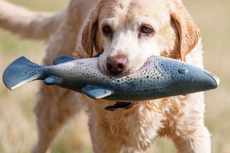 Illustration de l'article : Top 26 des chiens qui ont un air hilarant avec un jouet en bouche...