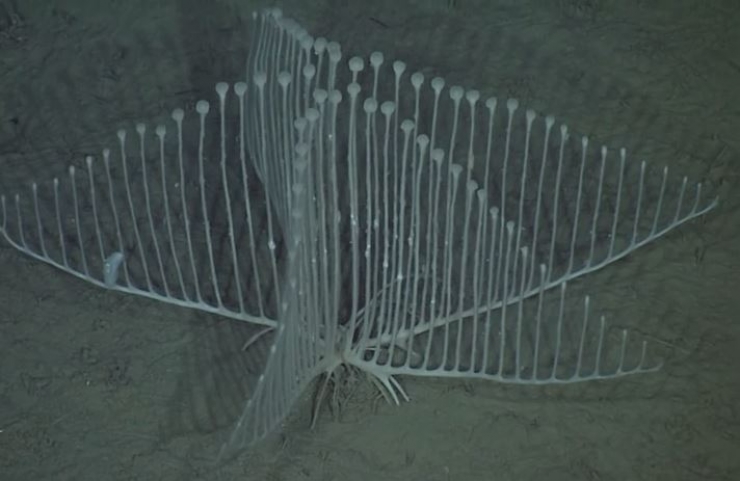 Illustration de l'article : 14 cr&eacute;atures animales &eacute;tranges qui existent pour de vrai